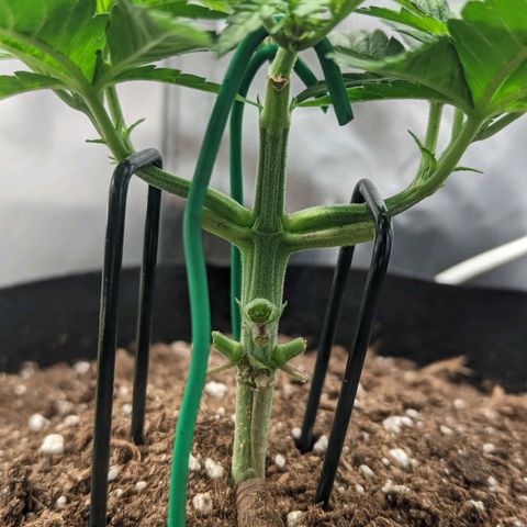 Gorilla Ghost growlog timeline photo