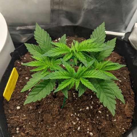 Gorilla Ghost growlog timeline photo