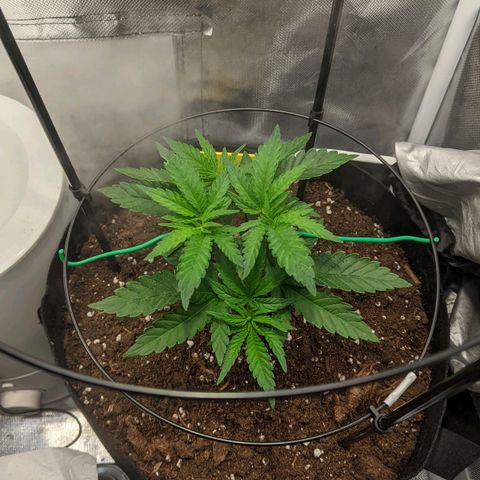Gorilla Ghost growlog timeline photo