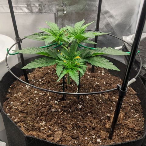 Gorilla Ghost growlog timeline photo
