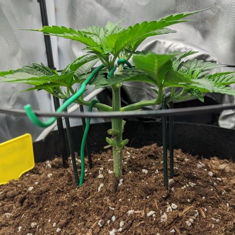 Gorilla Ghost growlog timeline photo