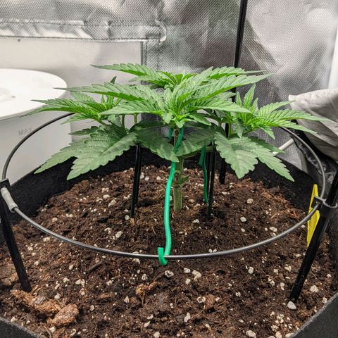 Gorilla Ghost growlog timeline photo