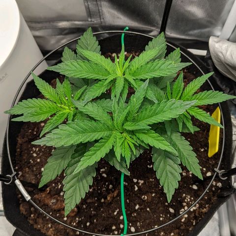 Gorilla Ghost growlog timeline photo