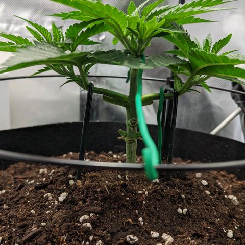 Gorilla Ghost growlog timeline photo