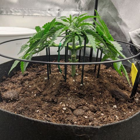 Gorilla Ghost growlog timeline photo