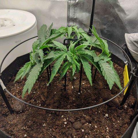 Gorilla Ghost growlog timeline photo