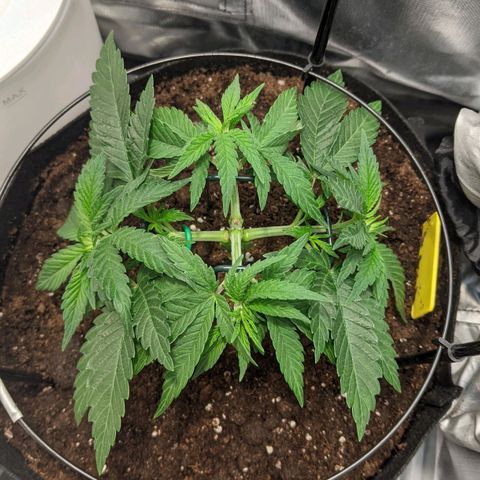 Gorilla Ghost growlog timeline photo