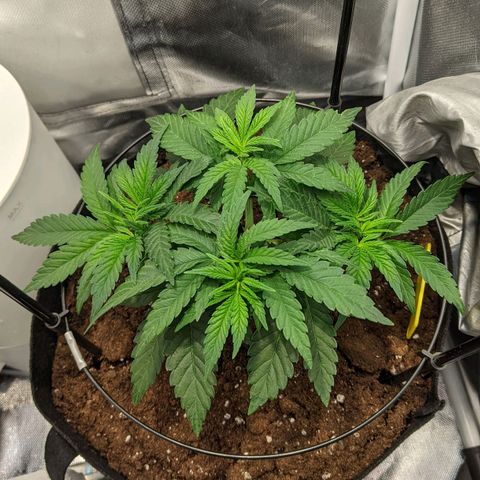 Gorilla Ghost growlog timeline photo