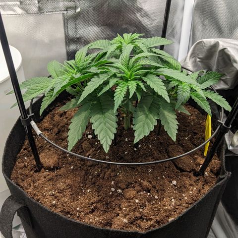 Gorilla Ghost growlog timeline photo