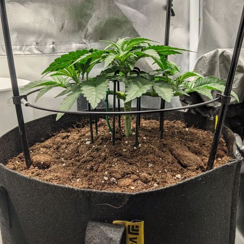 Gorilla Ghost growlog timeline photo