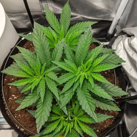 Gorilla Ghost growlog timeline photo