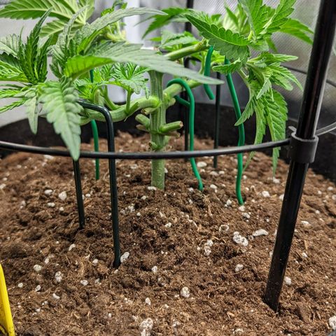 Gorilla Ghost growlog timeline photo