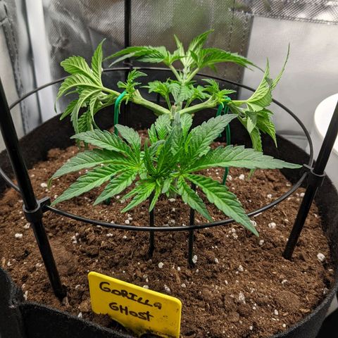 Gorilla Ghost growlog timeline photo