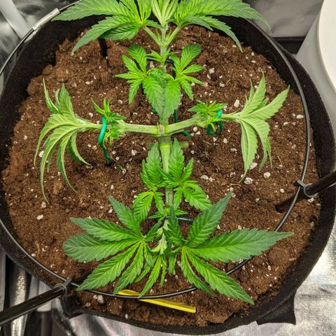 Gorilla Ghost growlog timeline photo