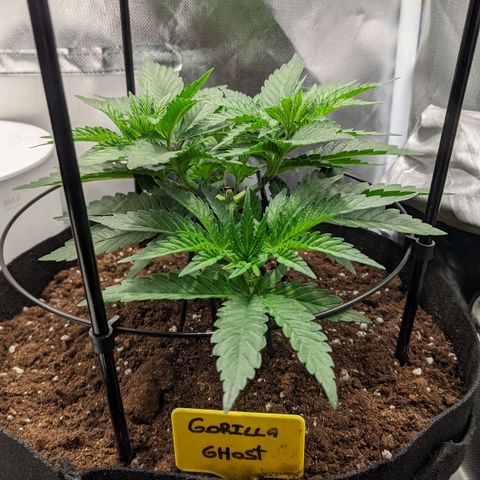 Gorilla Ghost growlog timeline photo
