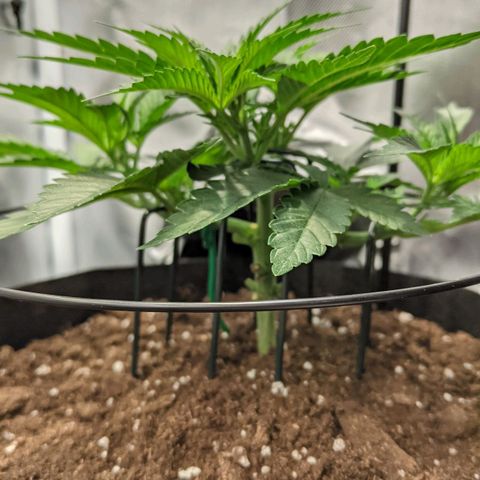 Gorilla Ghost growlog timeline photo