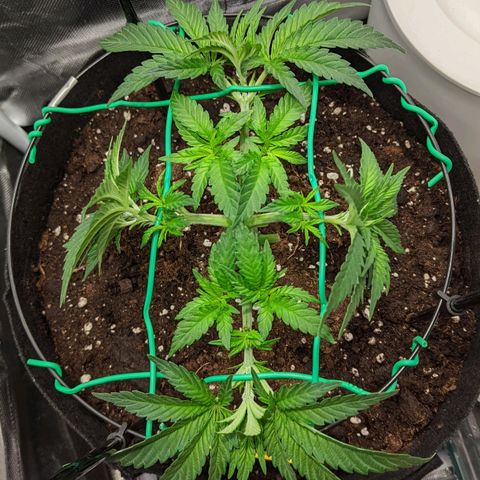 Gorilla Ghost growlog timeline photo