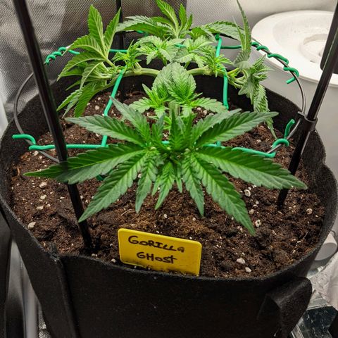 Gorilla Ghost growlog timeline photo