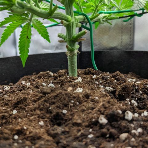 Gorilla Ghost growlog timeline photo