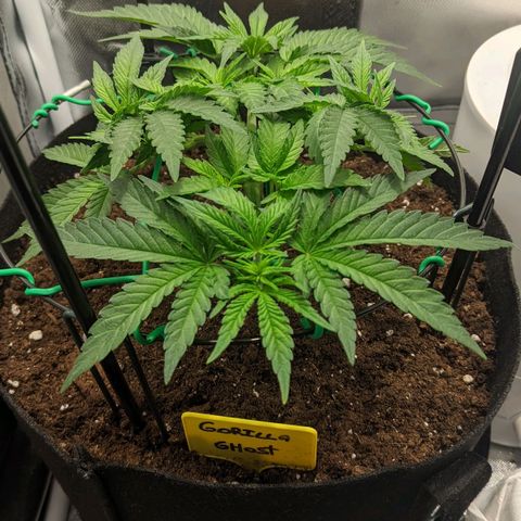 Gorilla Ghost growlog timeline photo