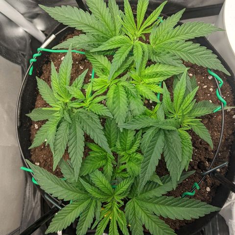 Gorilla Ghost growlog timeline photo