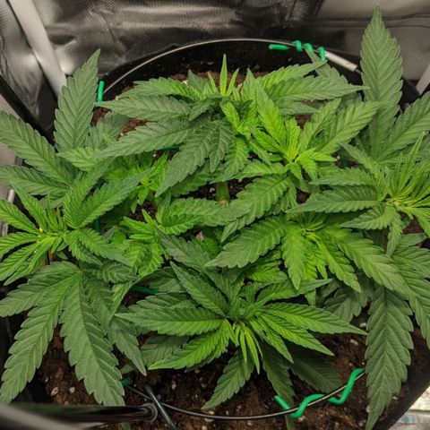 Gorilla Ghost growlog timeline photo