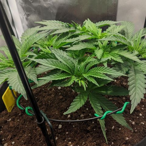 Gorilla Ghost growlog timeline photo