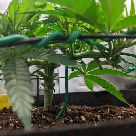 Gorilla Ghost growlog timeline photo