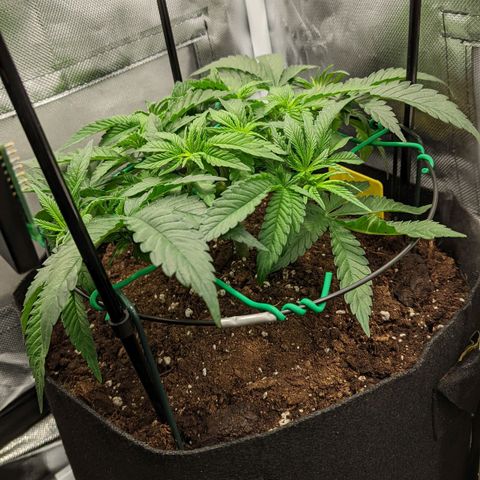 Gorilla Ghost growlog timeline photo