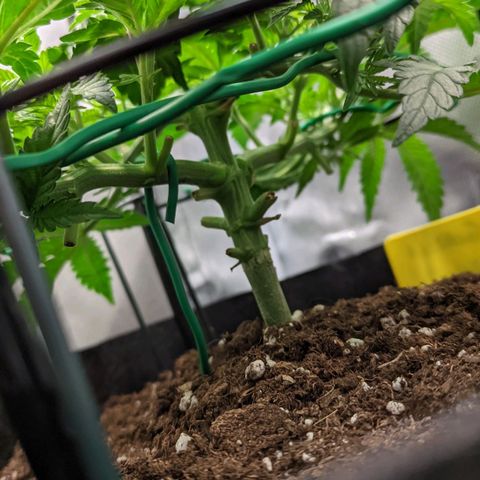 Gorilla Ghost growlog timeline photo
