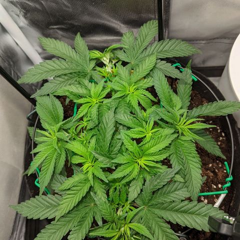 Gorilla Ghost growlog timeline photo