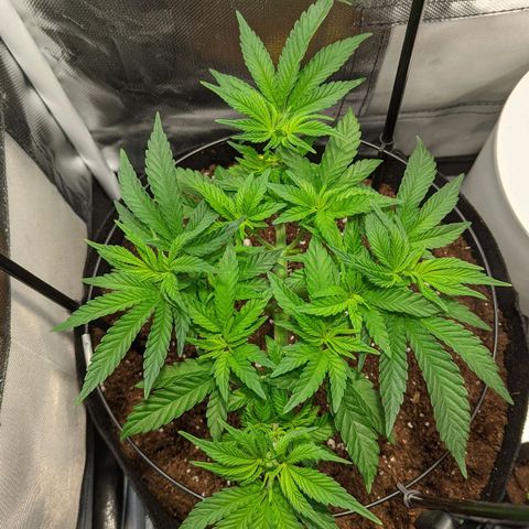Gorilla Ghost growlog timeline photo