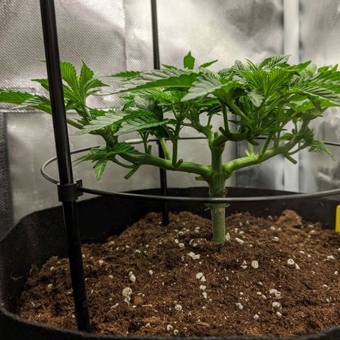 Gorilla Ghost growlog timeline photo