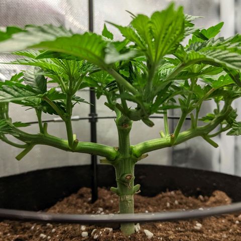 Gorilla Ghost growlog timeline photo