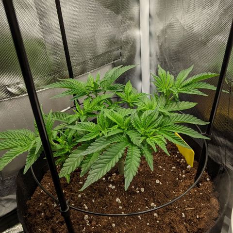 Gorilla Ghost growlog timeline photo
