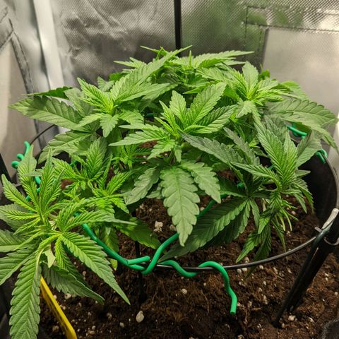 Gorilla Ghost growlog timeline photo