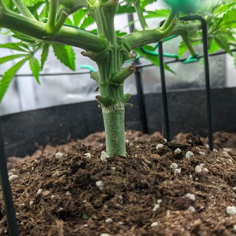 Gorilla Ghost growlog timeline photo