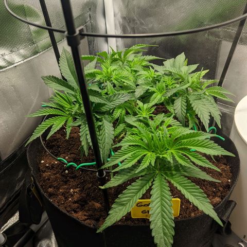 Gorilla Ghost growlog timeline photo