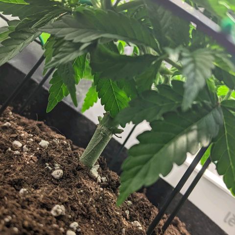Gorilla Ghost growlog timeline photo