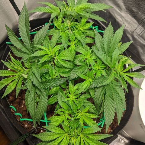 Gorilla Ghost growlog timeline photo