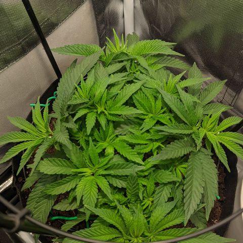 Gorilla Ghost growlog timeline photo