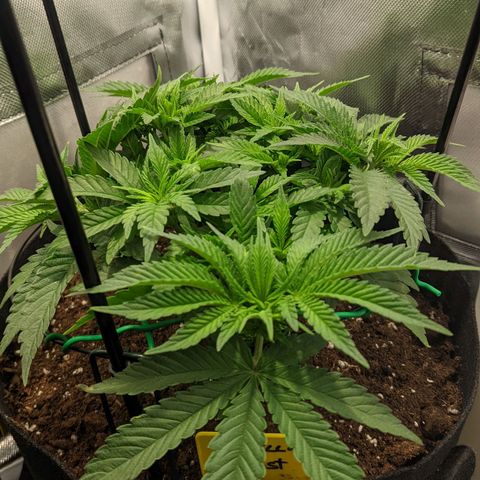 Gorilla Ghost growlog timeline photo