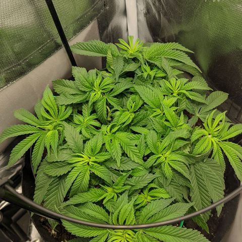 Gorilla Ghost growlog timeline photo