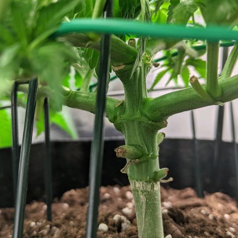 Gorilla Ghost growlog timeline photo