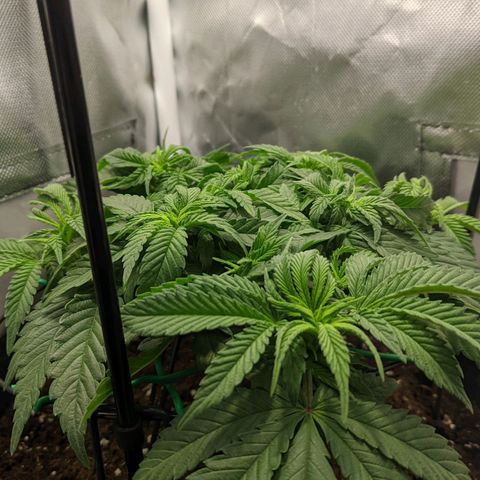 Gorilla Ghost growlog timeline photo