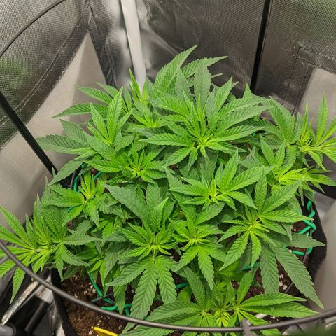 Gorilla Ghost growlog timeline photo