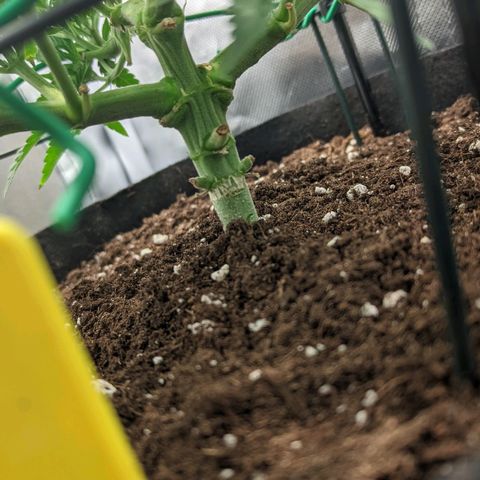 Gorilla Ghost growlog timeline photo