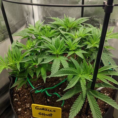 Gorilla Ghost growlog timeline photo