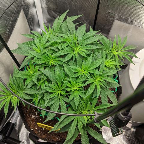 Gorilla Ghost growlog timeline photo