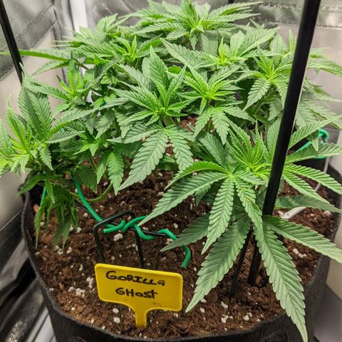 Gorilla Ghost growlog timeline photo